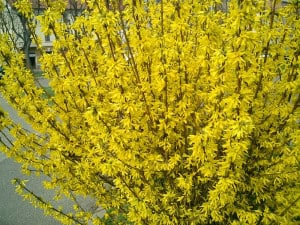 Blooming Forsythia Branches