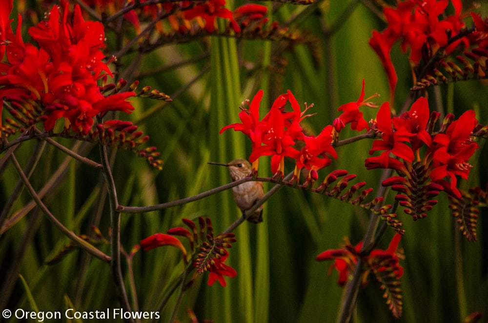 Blooming Red Crocosmia