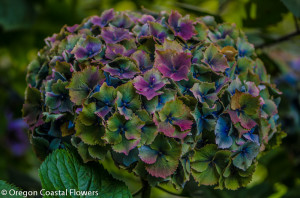 World Famous Antique Hydrangea