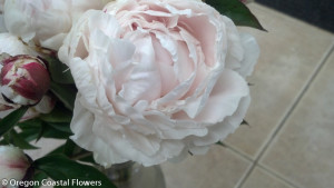 5.23.19 Bulk Blush Peonies and White Peony Flowers sold wholesale.