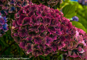 9.30.22 Burgundy Antique Hydrangea