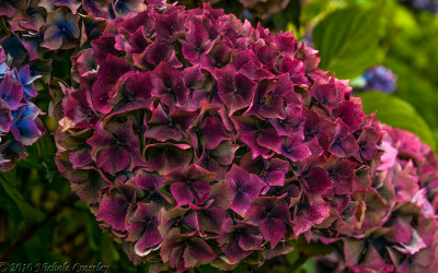 9.30.22 Burgundy Antique Hydrangea