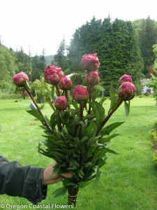 Burgundy Peony Flowers