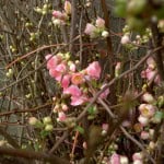 Chinese New Year Flowering Quince Branches