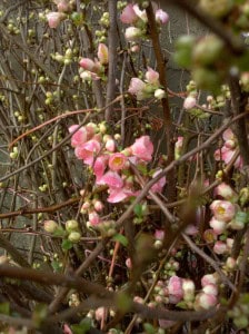 Chinese New Year Flowering Quince Branches