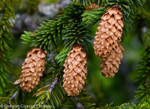 Specialty Evergreen Branches with Cones