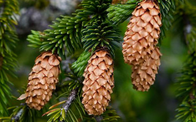 Specialty Evergreen Branches with Cones