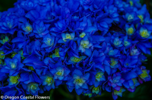 Cobalt Blue Double Blooming Hydrangea