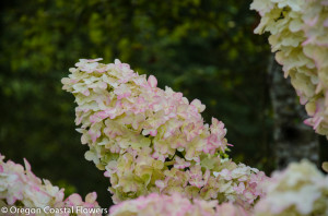 Conical Pee Gee Hydrangea