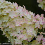 Pee Gee Hydrangeas Flowers