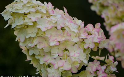 Pee Gee Hydrangeas Flowers