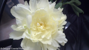 Creamy White Peonies