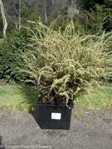Cut Spirea