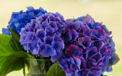 Big Blue Hydrangea Wedding Flowers