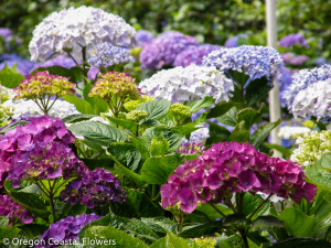 Dark Pink Hydrangea Flowers