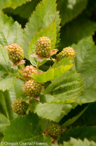 Thornless Blackberry Stems