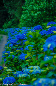 Deep Blue Fresh Hydrangea Wedding Flowers