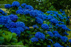 American Grown Beautiful Blue Hydrangea