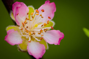 Peach Blossoms in January 1.12.18