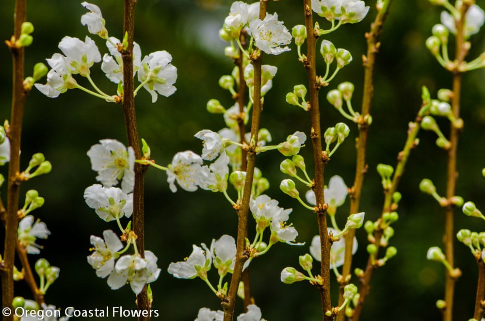 Delicate White Blooming Plum Blossoms