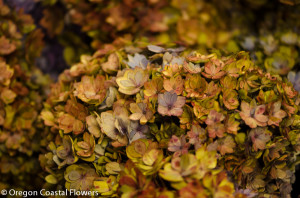 Double Bloom Antique Hydrangea