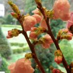 Double Blooming Pink Cherry Blossoms