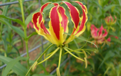 7.22.22 Long Stemmed Gloriosa Lily Specialty Cut Flowers