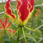 Exotic Wedding Flower Gloriosa Lily