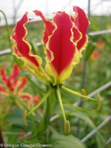 Exotic Wedding Flower Gloriosa Lily