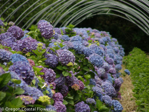 Family Owned Lavender Hydrangea Farm