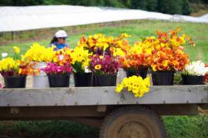 Farm Fresh Calla Lily Flowers