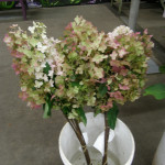 Farm Fresh Pee Gee Hydrangea