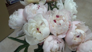 Festiva Maxima Peonies