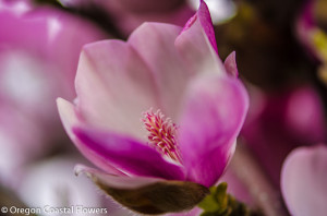 Flowering Branches