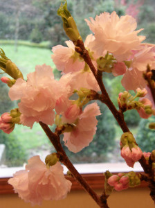 Flowering Pink Cherry Wedding Branches