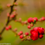 Flowering Red Quince Chinese New Year Branches