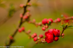 2.24.22 New Double Red Quince Flowering Branches.