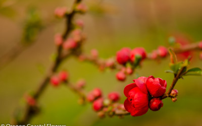 2.24.22 New Double Red Quince Flowering Branches.