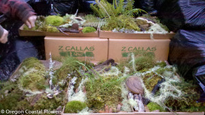 8.06.18 Mood Moss & Forest Droppings on the Oregon Coast