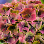 Fresh Antique Bridal Bouquet Hydrangea