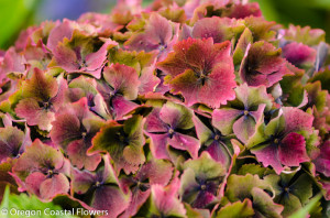 Fresh Antique Bridal Bouquet Hydrangea