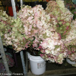 Fresh Antique Pee Gee Hydrangea