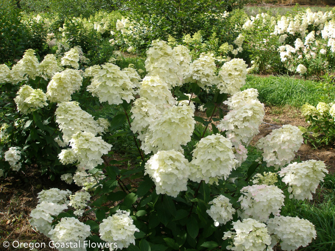 Fresh Creamy Pee Gee Hydrangea Oregon Coastal Flowers