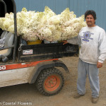 Fresh Cut Pee Gee Hydrangea