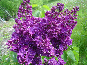 Premium Oregon Lilac