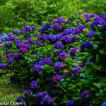 Fresh Deep Purple Hydrangea