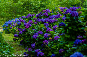 Premium Coastal Hydrangeas Summer Flush Pricing