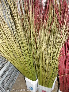 Yellow Dogwood Sticks