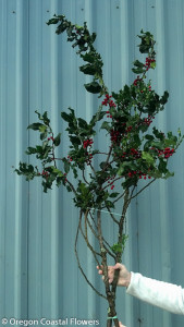 Fresh Holiday Holly Branches with Berries