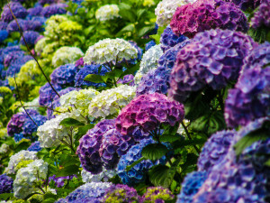 Purple, Blue, and Lavender Hydrangeas